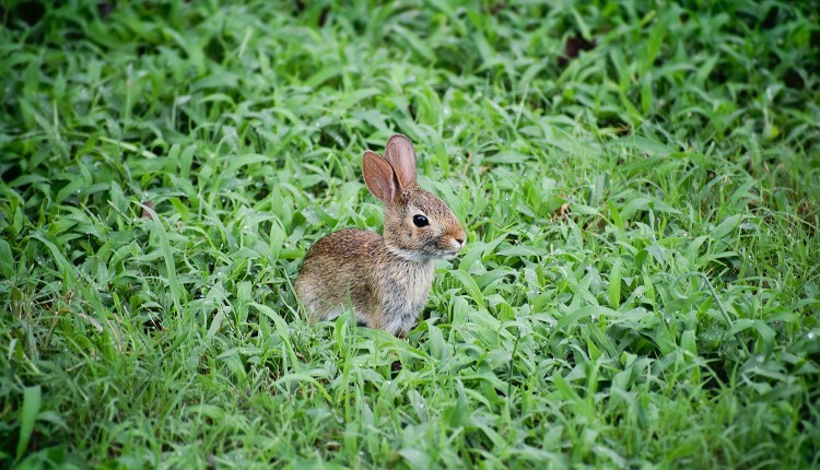 Dinkelsbühl;Osterhasen