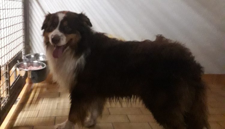 Fundhund Ansbach