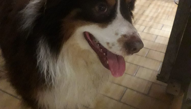 Fundhund Ansbach