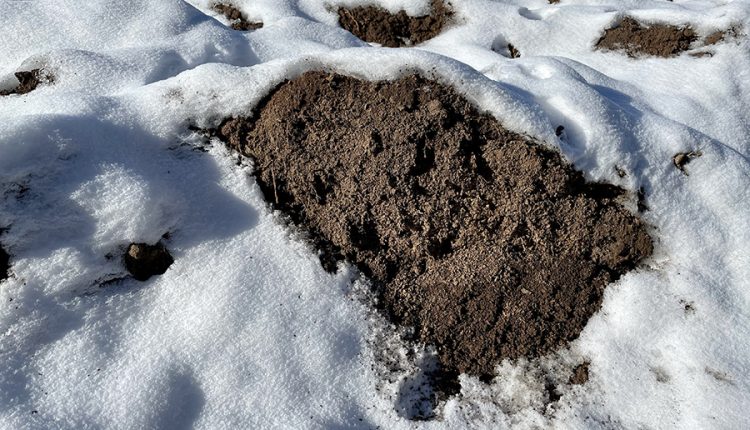 Rasend schnell fras sich Mitte Februar die Sonne durch den Schnee. Foto: Hans-Martin Goede