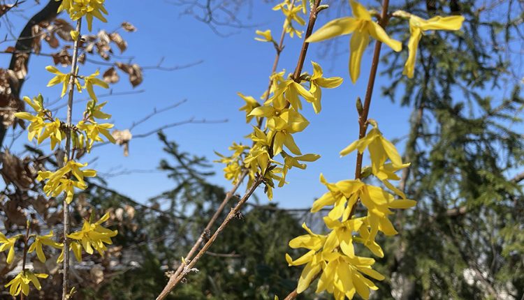 Blühende Forsythie Ende März 2021. Foto: Hans-Martin Goede