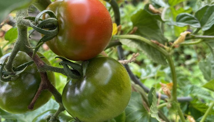 2021 ist definitiv kein Sommer für Freilandtomaten. Foto: Hans-Martin Goede