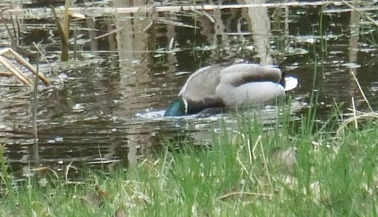 Erpel im natürlichen Himmelsweiher