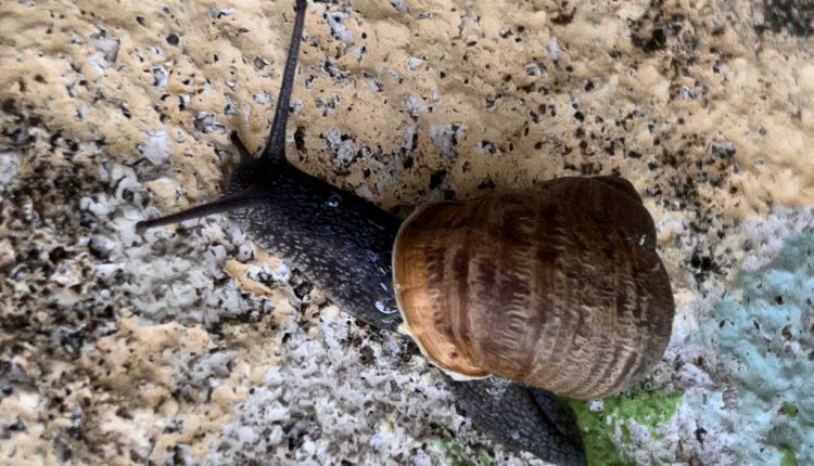 Eine schwarze Weinbergschnecke ("Arianta arbustorum") am 16. April 2023 - sie fühlte sich nach zwei Regentagen in Folge sichtlich wohl! Foto: Hans-Martin Goede