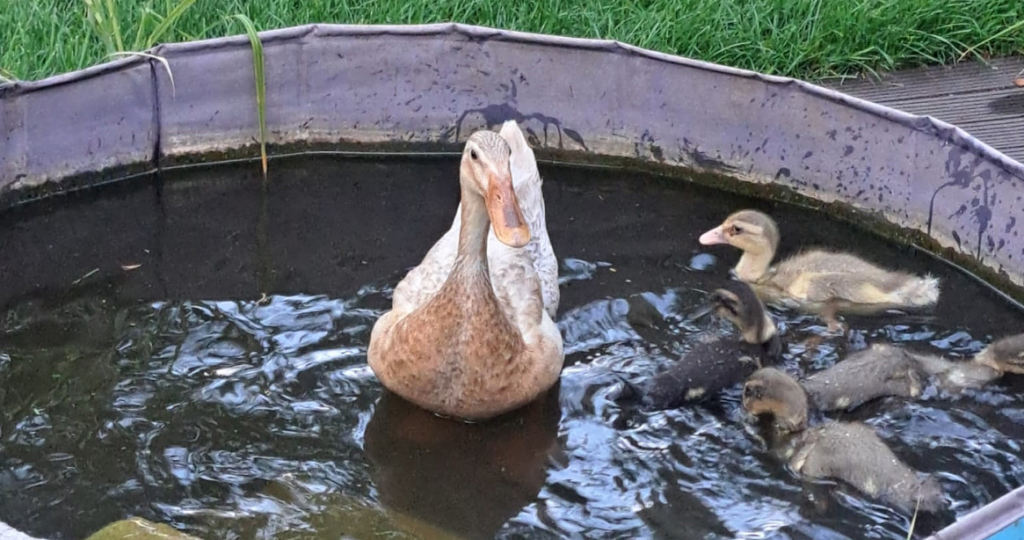 Nachwuchs bei den Laufenten im Hofgarten Ansbach Natürliche