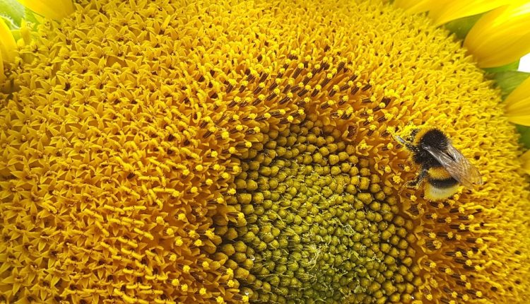 Sonnenblume mit Hummel