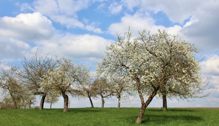 Thema der Volkshochschule im Frühling und Sommer ist Natur und Garten.