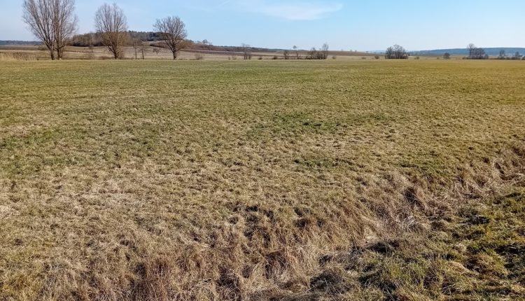 Schutz der Wiesenbrüter