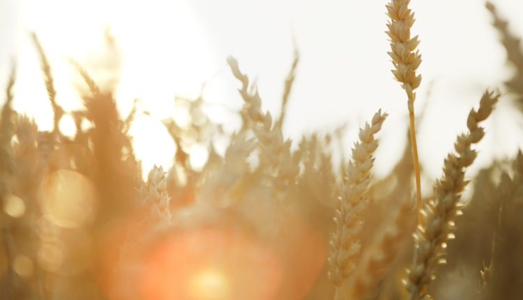 Ein Kornfeld in der Abenddämmerung. Das Sonnenlicht sorgt für Lichtreflexe.